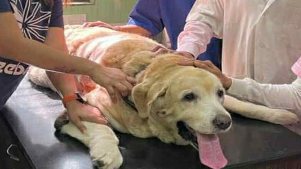Illustration : "Un chien sénior avec une tumeur 