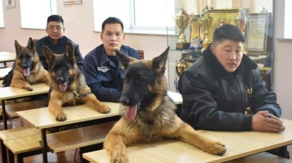 Illustration : 20 photos sublimes et émouvantes de chiens de travail qui donneraient tout pour remplir leur mission