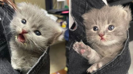 Illustration : Un chaton à l’agonie sous 37 degrés secouru reprend des forces lorsqu’il est placé dans la poche de la salopette de sa bienfaitrice