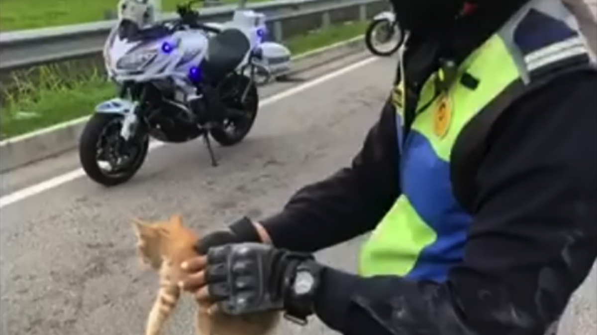 Illustration : "Un chaton égaré engendre un embouteillage sur l’autoroute jusqu’à ce qu’il soit secouru par un policier (vidéo)"