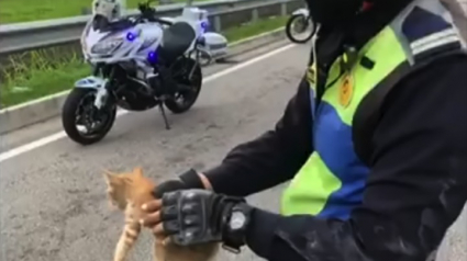 Illustration : Un chaton égaré engendre un embouteillage sur l’autoroute jusqu’à ce qu’il soit secouru par un policier (vidéo)