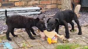 Illustration : 2 chiots retrouvés dans un état déplorable en haut d’une montagne : « aucun doute qu’ils aient été abandonnés »