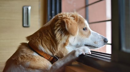 Illustration : À bas l'ennui et la déprime chez nos petits compagnons ! 2 expertes ont apporté leurs conseils dans « La Touche Animale »