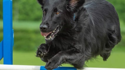 Illustration : Les vétérinaires ne lui donnaient plus longtemps à vivre, mais ce chien a déjoué leurs pronostics et excelle en agility 