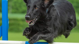 Illustration : Les vétérinaires ne lui donnaient plus longtemps à vivre, mais ce chien a déjoué leurs pronostics et excelle en agility 