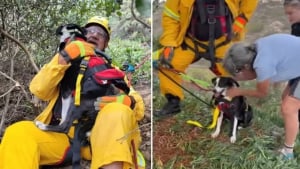 Illustration : Des sauveteurs spécialisés volent au secours d'un chien sourd tombé d'un ravin de 30 mètres (vidéo)