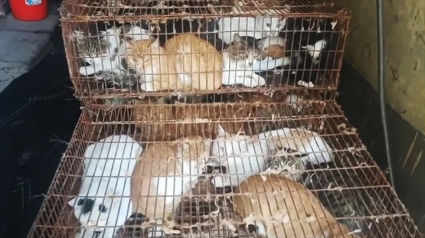 Illustration : 150 chats domestiques sauvés par la police d’un abattoir en Chine : « ils utilisaient des oiseaux pour les capturer »