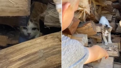 Illustration : 2 frères trouvent un chaton caché dans une pile de bois et lui font découvrir l'amour d'une famille