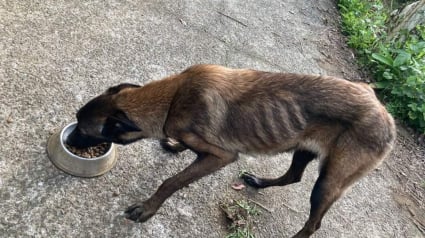 Illustration : La renaissance de Bayley, un chien aveugle et cadavérique qui errait sur l'île de la Réunion