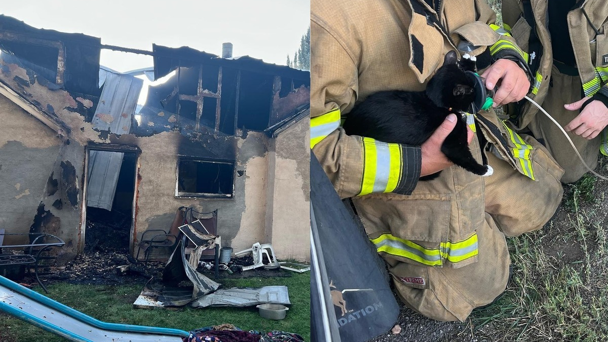 Illustration : "Un chat pris au piège dans une maison en feu et sur le point de s'écrouler, les pompiers interviennent"