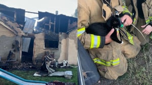 Illustration : Un chat pris au piège dans une maison en feu et sur le point de s'écrouler, les pompiers interviennent