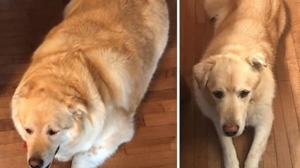 Illustration : Ce Golden Retriever a opéré une métamorphose qui lui a sauvé la vie en perdant 47 kilogrammes en un an