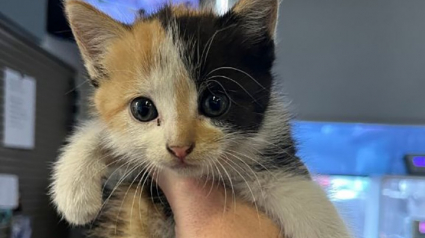 Illustration : Un chaton abandonné dans une décharge à ciel ouvert trouve un nouveau foyer chez un éboueur tombé sous son charme