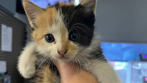 Illustration : "Un chaton abandonné dans une décharge à ciel ouvert trouve un nouveau foyer chez un éboueur tombé sous son charme"