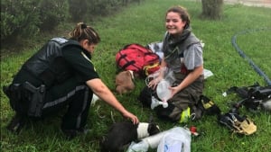 Illustration : "3 chiens sauvés d’un incendie de maison grâce à un livreur Amazon qui a sonné l’alarme"