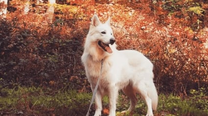 Illustration : 13 photos splendides de chiens qui sont prêts à accueillir l'automne à pattes ouvertes