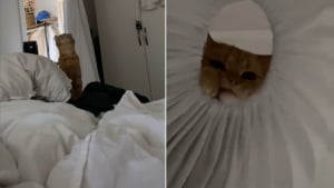 Illustration : Un chat fait un saut spectaculaire pour rejoindre son étonnant "panier" suspendu (vidéo)