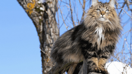 Illustration : 19 photos rendant honneur à la majesté des chats Norvégiens