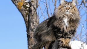 Illustration : 19 photos rendant honneur à la majesté des chats Norvégiens