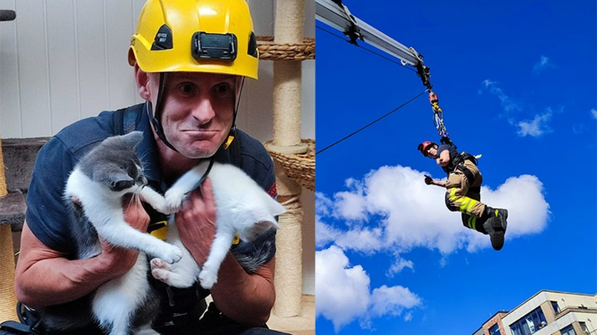 Illustration : "Les portes d’un refuge hors service après une coupure de courant : les pompiers interviennent pour secourir des chatons affamés"