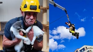 Illustration : "Les portes d’un refuge hors service après une coupure de courant : les pompiers interviennent pour secourir des chatons affamés"