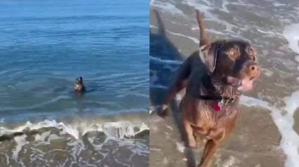 Illustration : Cette vidéo d'un chien jouant à chercher la balle avec un phoque est un concentré de bonne humeur !