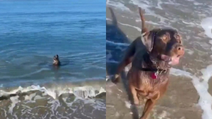 Illustration : Cette vidéo d'un chien jouant à chercher la balle avec un phoque est un concentré de bonne humeur !