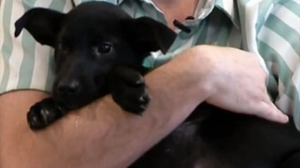 Illustration : Un chiot lâchement abandonné à une intersection rencontre un bon samaritain bien décidé à lui trouver un foyer