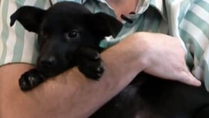 Illustration : "Un chiot lâchement abandonné à une intersection rencontre un bon samaritain bien décidé à lui trouver un foyer"