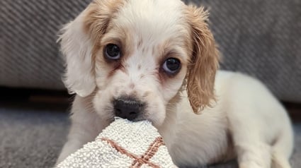 Illustration : Cet adorable chiot a été lâchement abandonné dans une poubelle en raison de son handicap