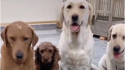 Illustration : La vidéo hilarante d’un Labrador Retriever dénoncé par ses congénères après avoir fait une bêtise