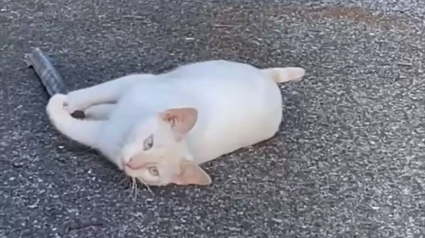 Illustration : Ce chat sauvage, aveugle et sourd refuse d’être secouru et préfère vivre aux abords d’un magasin où les employés prennent soin de lui