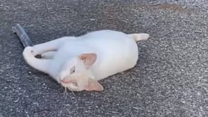 Illustration : "Ce chat sauvage, aveugle et sourd refuse d’être secouru et préfère vivre aux abords d’un magasin où les employés prennent soin de lui"