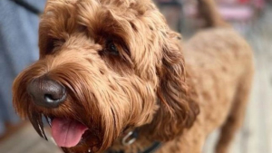 Illustration : "Un chien frôle la mort après s’être régalé en léchant la brosse de nettoyage du barbecue : les vétérinaires appellent à la vigilance "