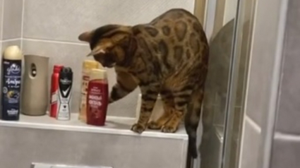 Illustration : L'hilarante vidéo d'un chat Bengal ayant décidé de "faire le ménage" dans la salle de bain de son propriétaire