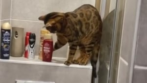 Illustration : L'hilarante vidéo d'un chat Bengal ayant décidé de "faire le ménage" dans la salle de bain de son propriétaire