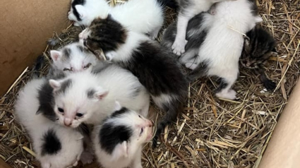 Illustration : Un carton rempli de chatons découvert sur le bord d'une route, une association intervient et lance un appel à la solidarité