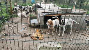 Illustration : "Un chasseur du Tarn accusé de maltraitance envers ses chiens : l’audience au tribunal reportée pour la 2e fois "