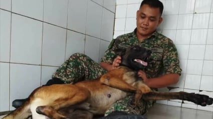 Illustration : Un Berger Belge Malinois agressif de l’armée change littéralement d’attitude en rencontrant son maître-chien adoré