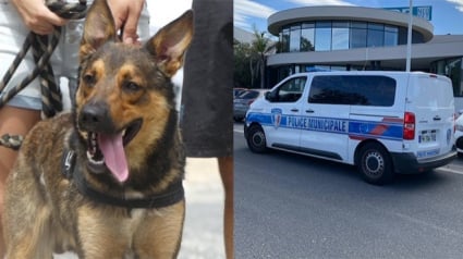 Illustration : 2 chiens de refuge escortés par la police municipale de Perpignan pour donner leur sang à une congénère en danger de mort