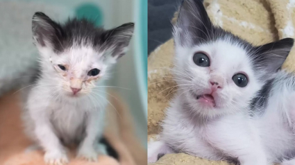 Illustration : La belle transformation de ce chaton sur le point de mourir de faim en un petit être plein de vie (vidéo)