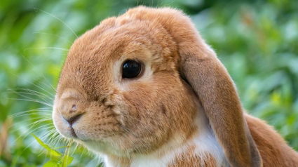 Illustration : Tout savoir sur le lapin : le NAC préféré des Français en vedette lors du 4e épisode de « La Touche Animale »