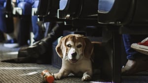 Illustration : Chiens à bord des trains : la compagnie ferroviaire nationale espagnole lance une vaste période d’essai