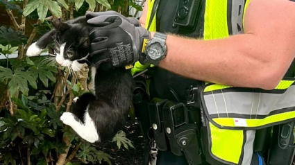 Illustration : Un officier de police sauve un chat errant sur un pont dangereux et lui donne un doux prénom de circonstance