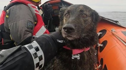 Illustration : Ce chien chute d’une falaise haute de 23 mètres, sa maîtresse impuissante ne peut le sauver elle-même