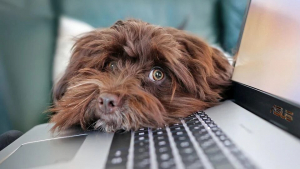Illustration : PetSafe donne 6 conseils pour bien accueillir son chien au bureau