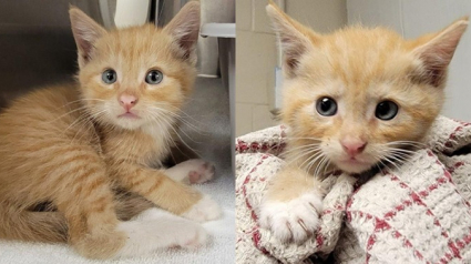 Illustration : Un chaton secouru grâce à l’ouïe fine d’une femme après avoir passé 48 heures coincé sous des débris