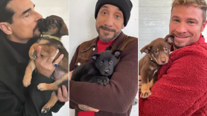 Illustration : Les chanteurs des Backstreet Boys prennent la pose avec des chiots de refuge pour promouvoir l’adoption