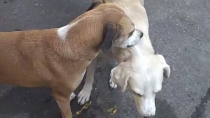 Illustration : La vidéo attendrissante d’un chien qui aide son congénère à 3 pattes dans l’incapacité de se gratter le dos