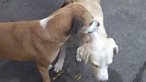 Illustration : "La vidéo attendrissante d’un chien qui aide son congénère à 3 pattes dans l’incapacité de se gratter le dos"